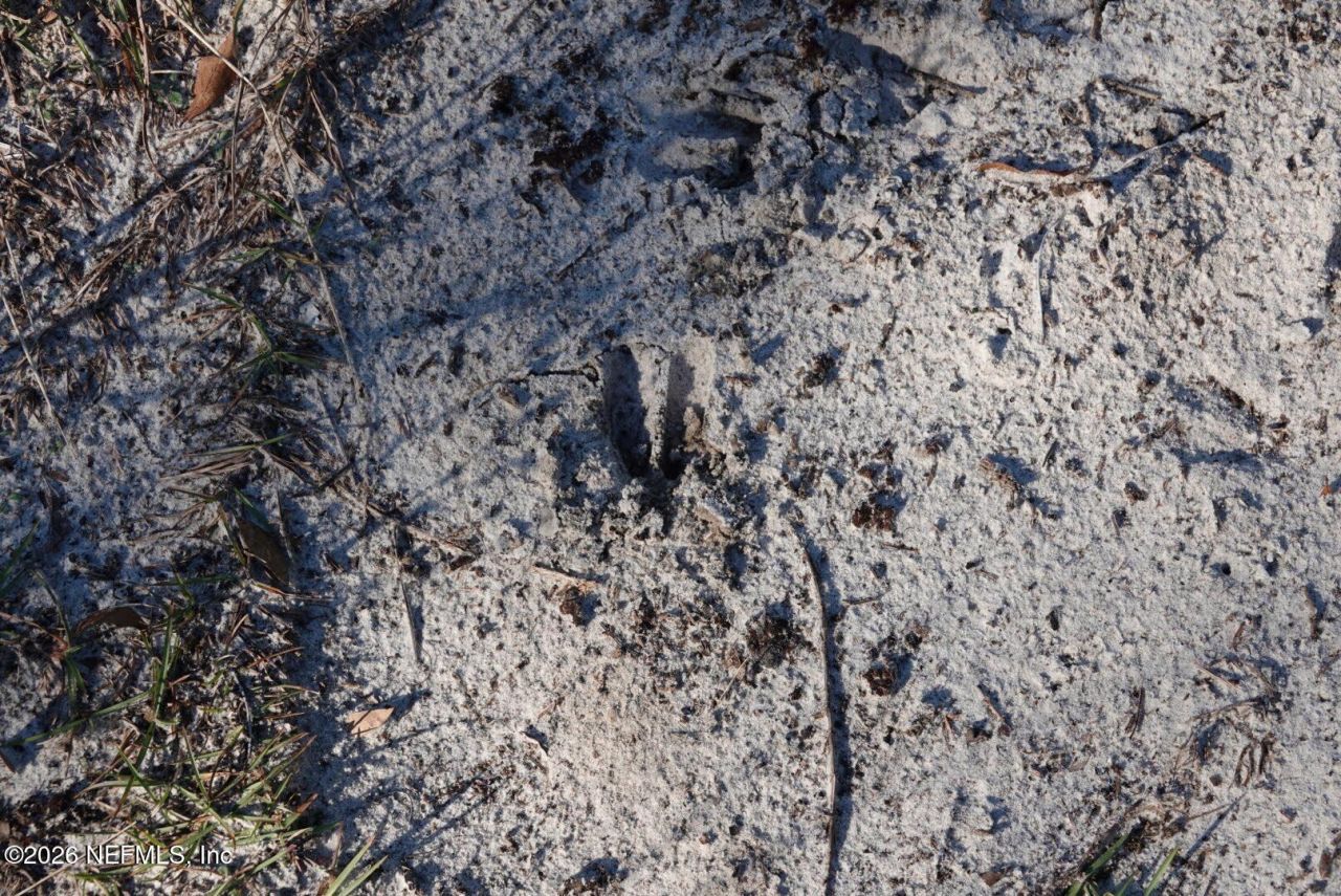 525 Raulerson Road, Seville, FL 32190 Photo