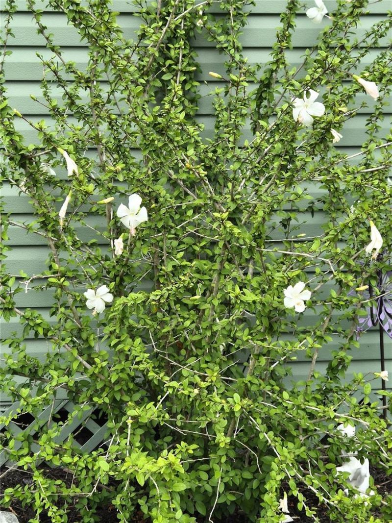 15322 Lime Drive , Punta Gorda, FL 33955 Photo