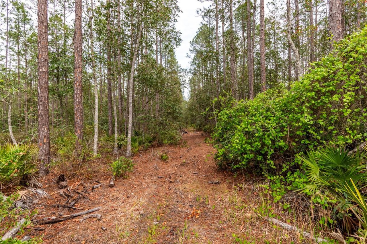 12655 NE 215th Street , Fort Mc Coy, FL 32134 Photo