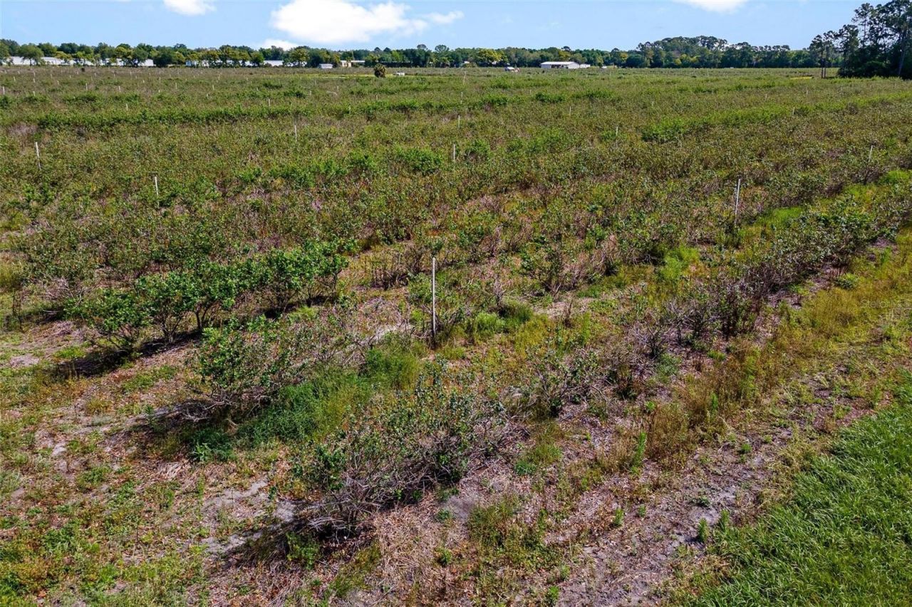 7453 Jones Avenue, Mount Dora, FL 32757 Photo