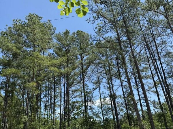 TBD NE 20TH Lane, Lawtey, FL 32058