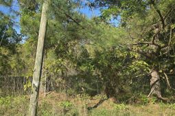 0000 St Barnabas Church Road  photo 4