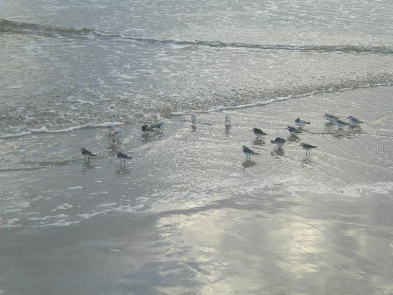 2271 Candlewood Lane, New Smyrna Beach, FL 32168 Photo