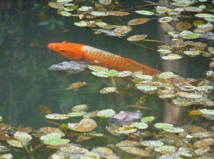 14138 La Porte Rd, Strawberry Valley, CA 95981 Photo