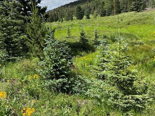 Lot 3091 Sterenson Place, Fort Garland, CO 81133