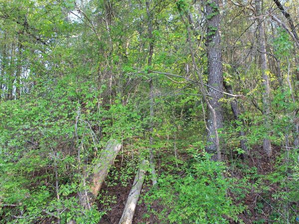 6.65 West Lacon Road, Falkville, AL 35622