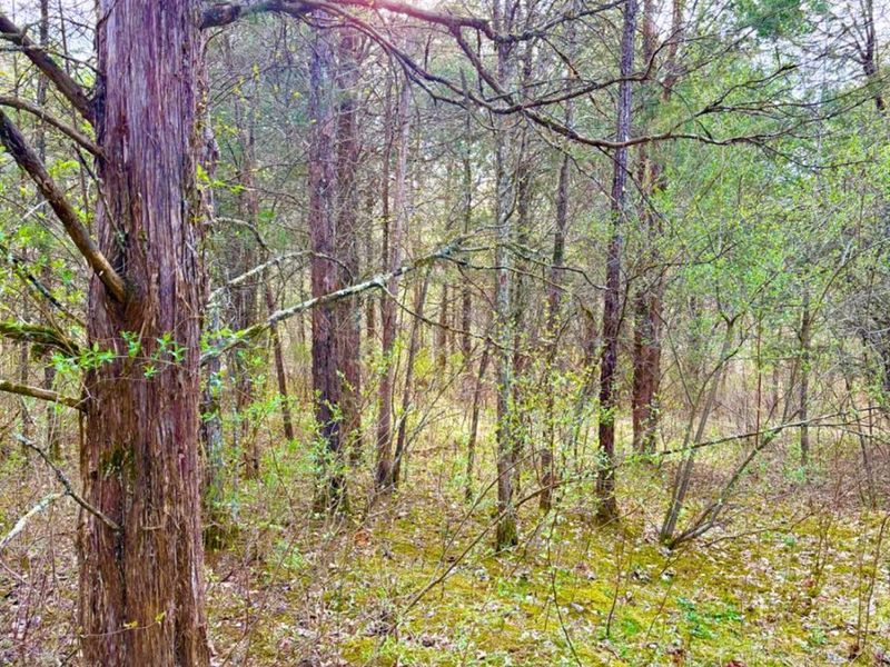 1600 Magee Jones Road, Bratton Twp, OH 45660 Photo 41