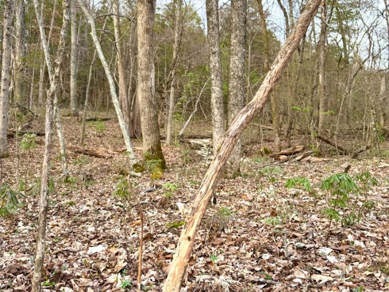 1600 Magee Jones Road, Bratton Twp, OH 45660 Photo 51