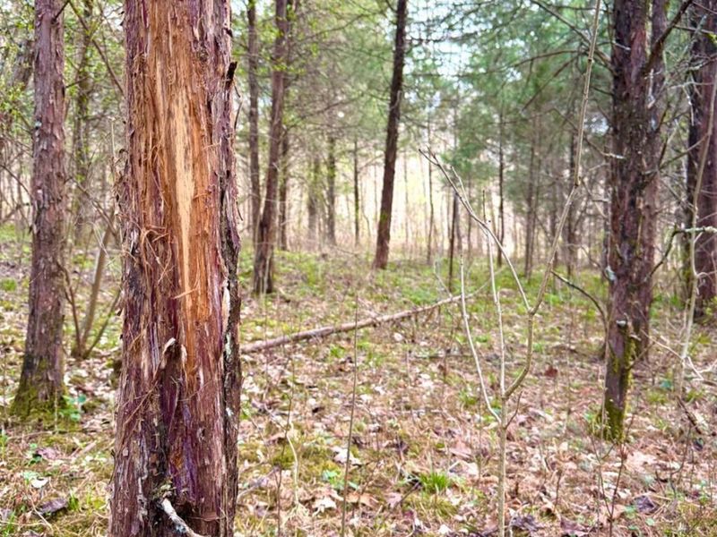 1600 Magee Jones Road, Bratton Twp, OH 45660 Photo 6