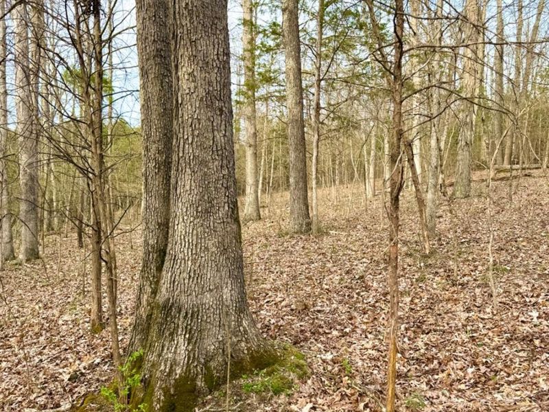 1600 Magee Jones Road, Bratton Twp, OH 45660 Photo 61