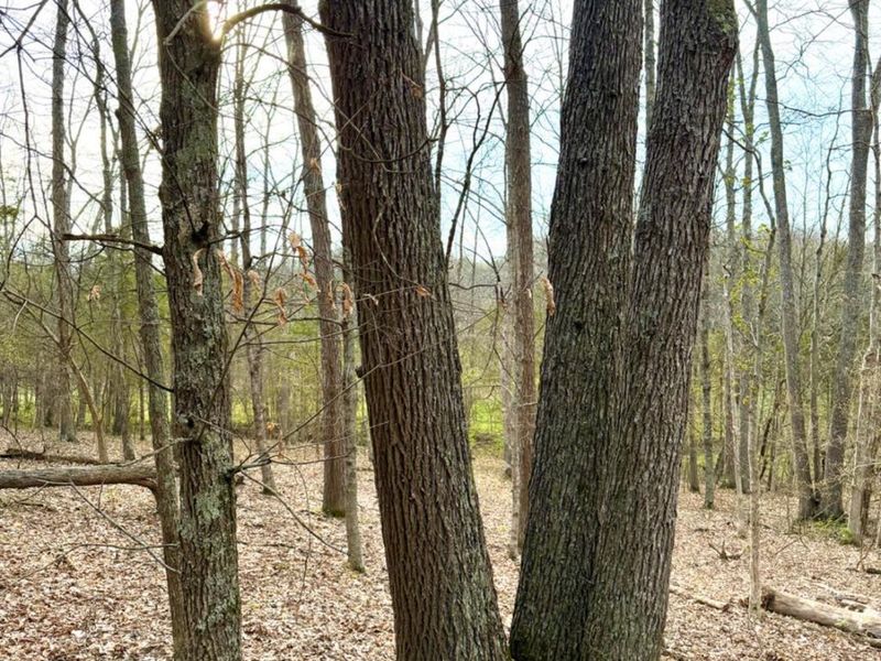 1600 Magee Jones Road, Bratton Twp, OH 45660 Photo 62