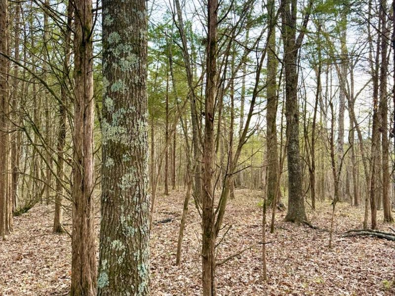 1600 Magee Jones Road, Bratton Twp, OH 45660 Photo 63