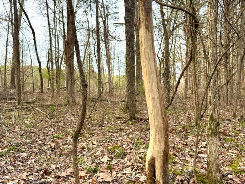 1600 Magee Jones Road, Bratton Twp, OH 45660 Photo 65