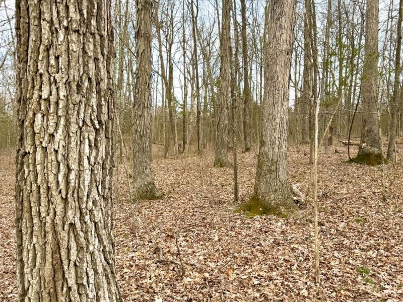 1600 Magee Jones Road, Bratton Twp, OH 45660 Photo 74