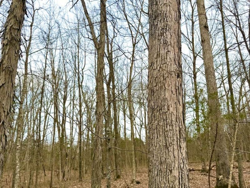 1600 Magee Jones Road, Bratton Twp, OH 45660 Photo 75