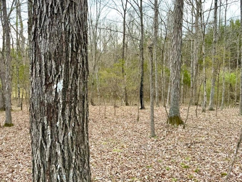 1600 Magee Jones Road, Bratton Twp, OH 45660 Photo 76