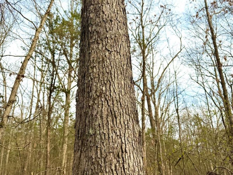 1600 Magee Jones Road, Bratton Twp, OH 45660 Photo 8