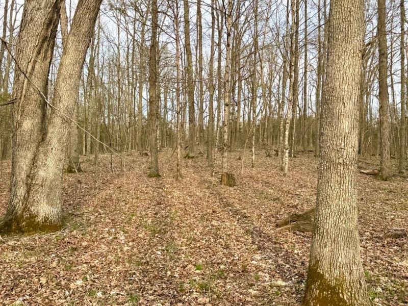 1600 Magee Jones Road, Bratton Twp, OH 45660 Photo 88