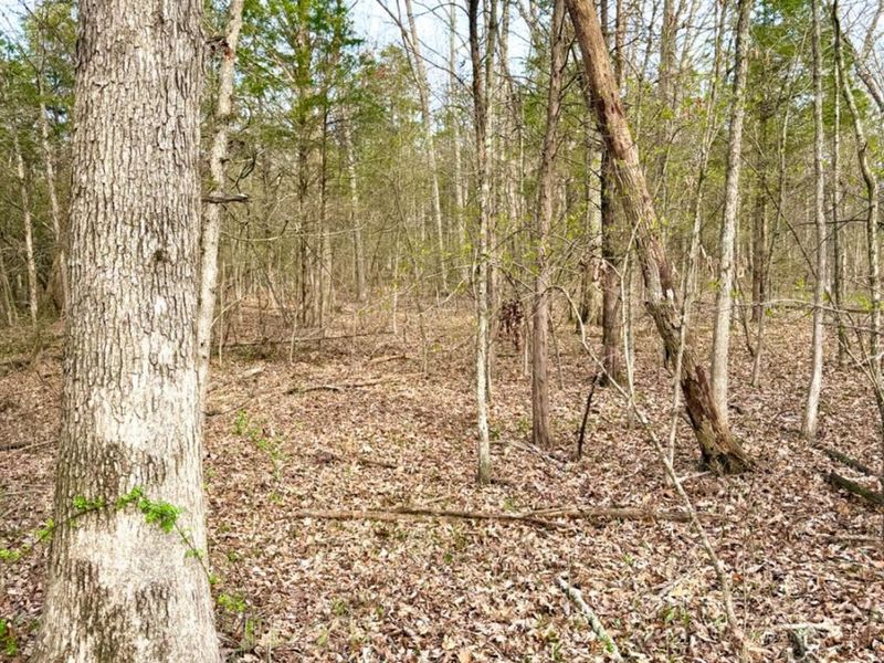 1600 Magee Jones Road, Bratton Twp, OH 45660 Photo 9