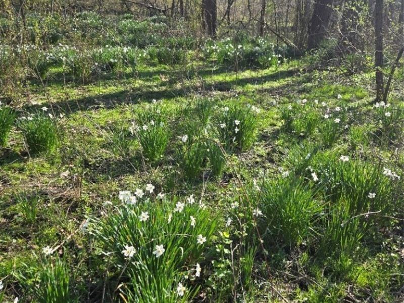 11154 Shetler Avenue SW, Bolivar, OH 44612 Photo 9