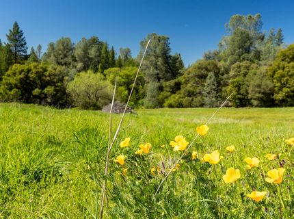 7220 Grizzly Flat Rd, Somerset, CA 95684 Photo