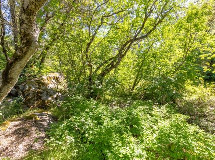 7220 Grizzly Flat Rd, Somerset, CA 95684 Photo