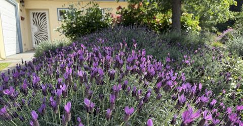 938 Snyder, Davis, CA 95616 Photo