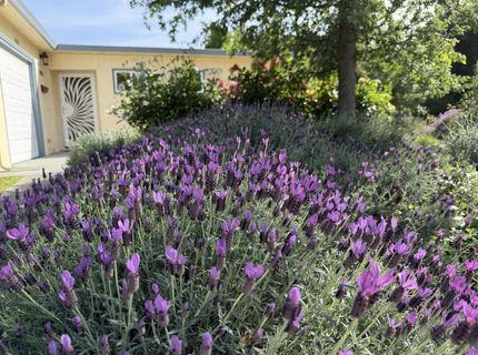 938 Snyder, Davis, CA 95616 Photo