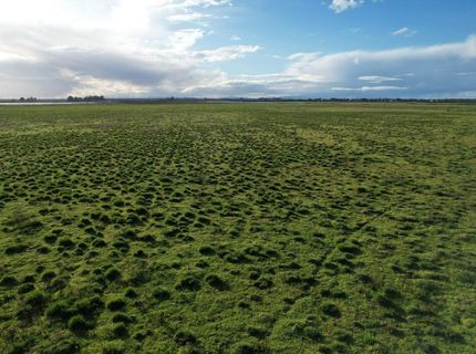 Terminous Rd, Isleton, CA 95641 Photo