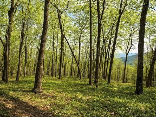 0 Burnt Mtn Cove Road, Jasper, GA 30143