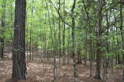 978 Rolling Hills Road photo 4