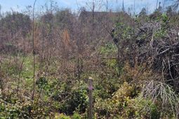 E/s Tremont Avenue photo 4