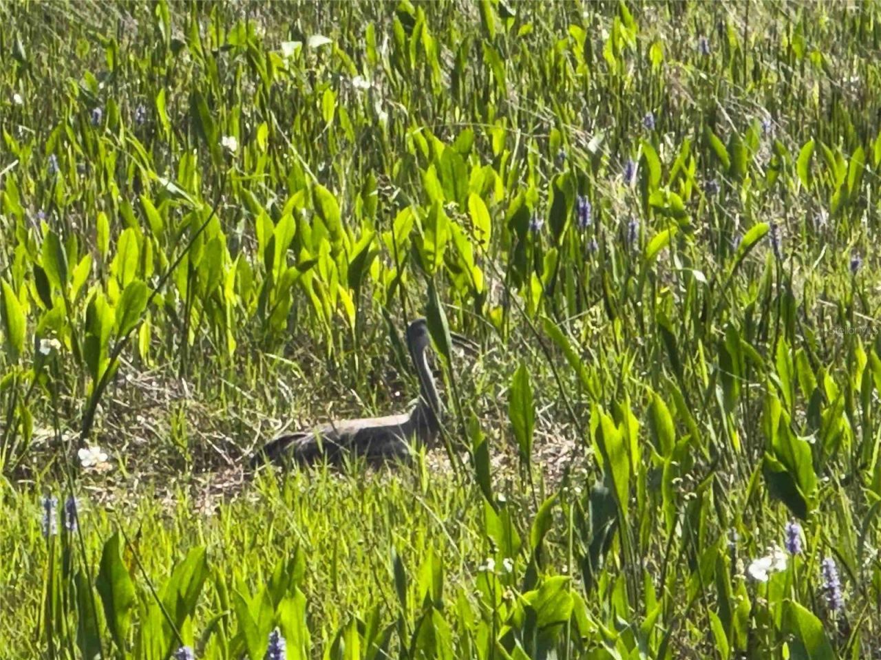 8306 Bluevine Sky Drive, Land O Lakes, FL 34637 Photo