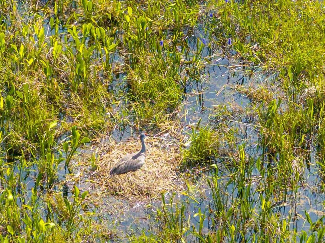 8306 Bluevine Sky Drive, Land O Lakes, FL 34637 Photo