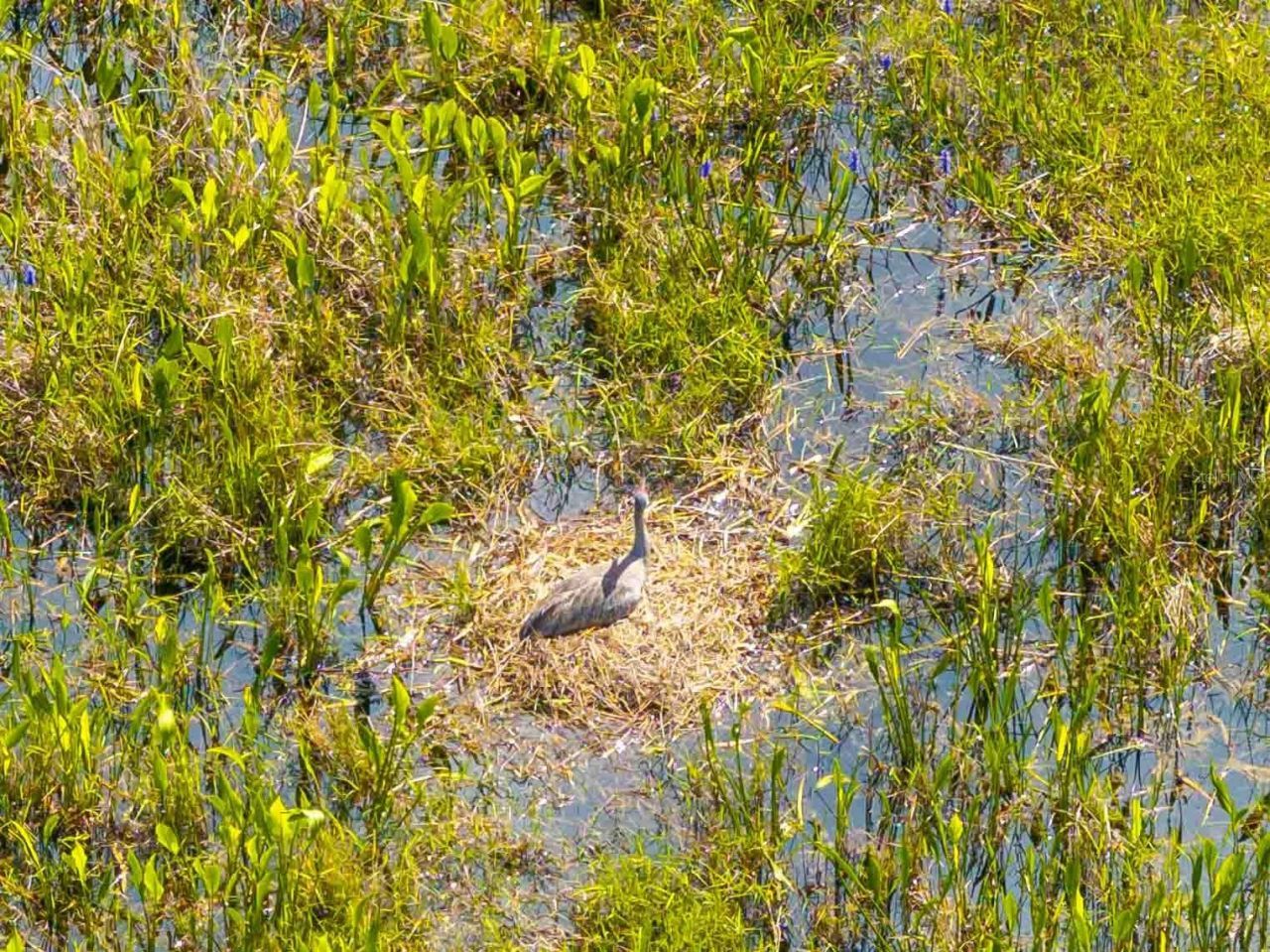 8306 Bluevine Sky Drive, Land O Lakes, FL 34637 Photo