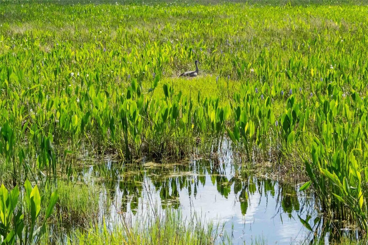 8306 Bluevine Sky Drive, Land O Lakes, FL 34637 Photo