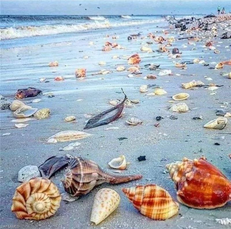970 Sand Castle Rd , Sanibel, FL 33957 Photo
