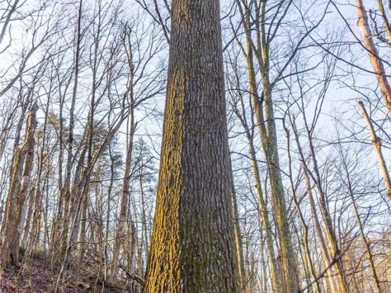 1590 Mcgregor Road, New Matamoras, OH 45767 Photo 21