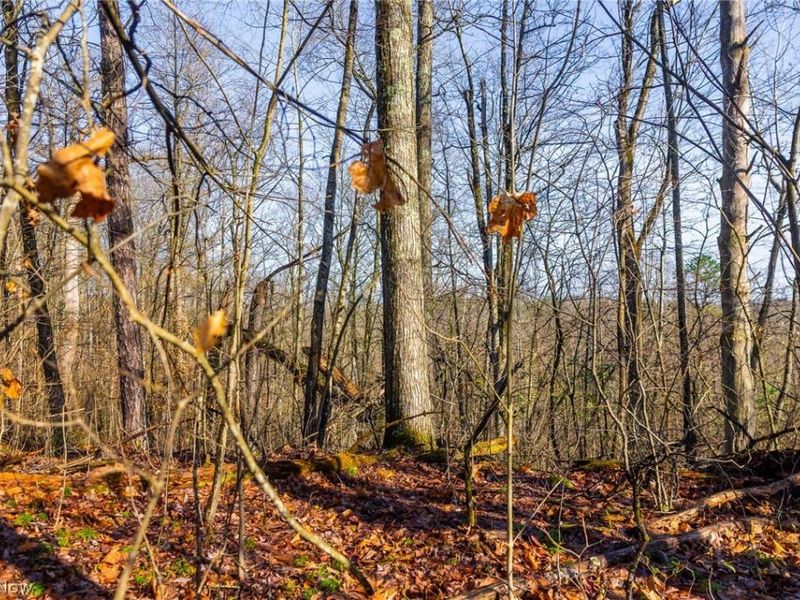 1590 Mcgregor Road, New Matamoras, OH 45767 Photo 31