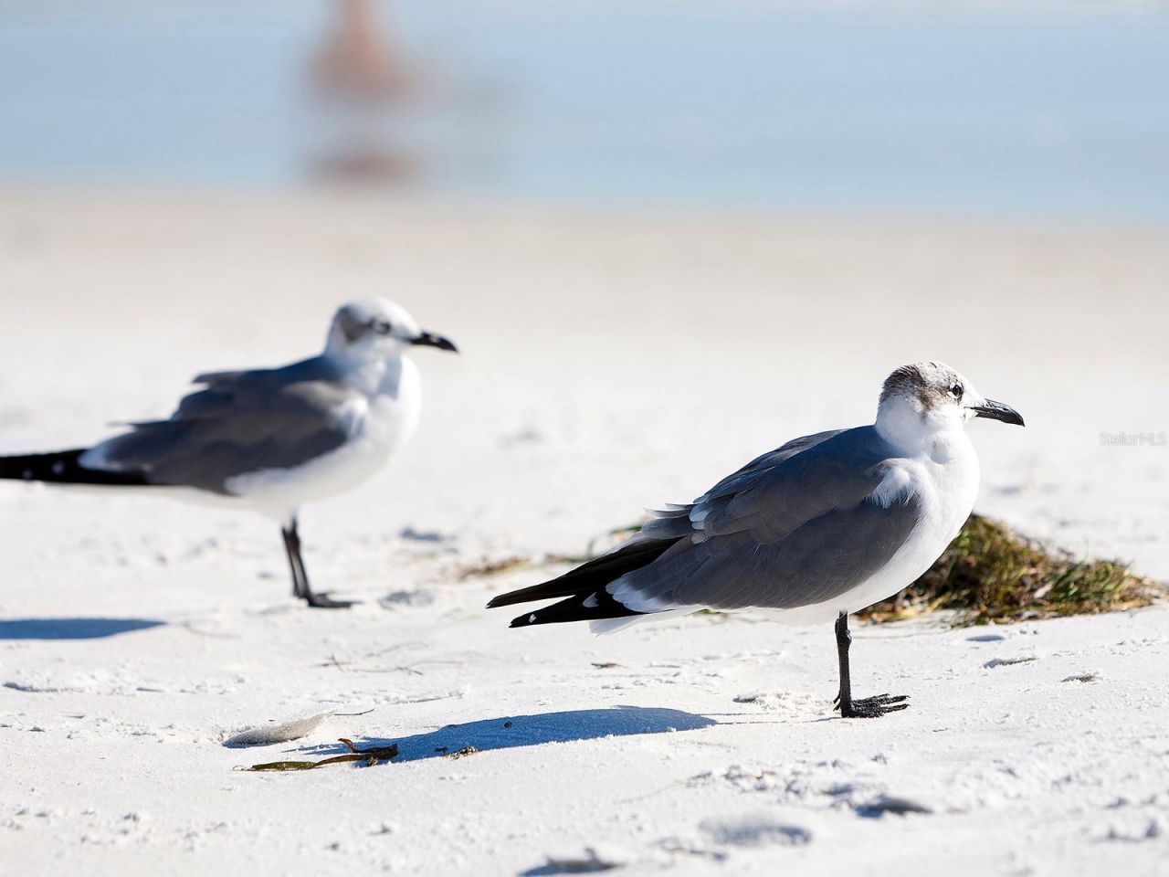 3049 Wood Street , Sarasota, FL 34237 Photo