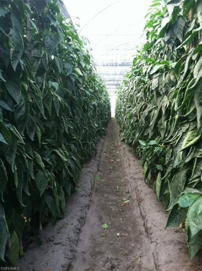 6150 Pringle Ln , Immokalee, FL 34142 Photo