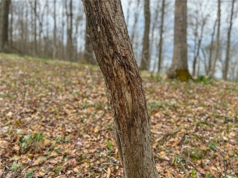 12450 State Route 26, Marietta, OH 45750 Photo 32