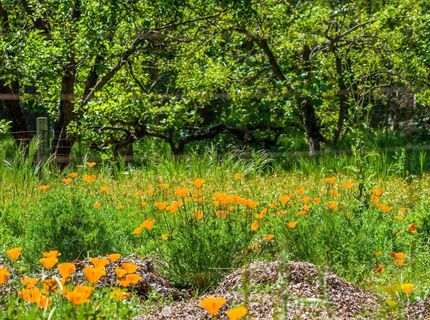4539 Rattlesnake Bar Rd, Pilot Hill, CA 95664 Photo