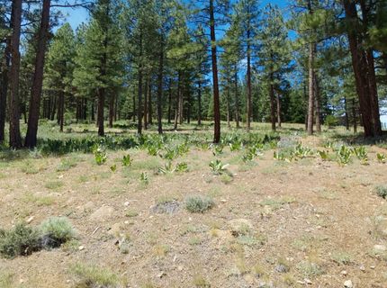 681 Startop, Lot #10, Portola, CA 96122 Photo