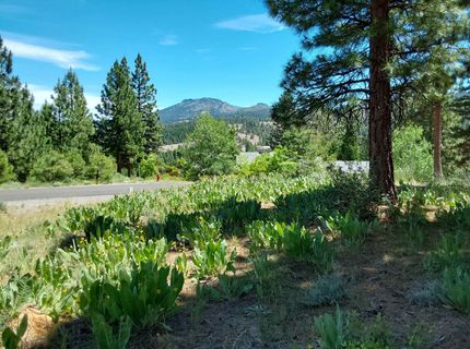 681 Startop, Lot #10, Portola, CA 96122 Photo