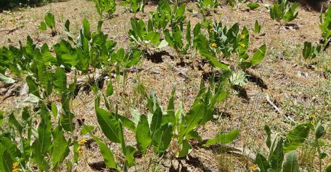 681 Startop, Lot #10, Portola, CA 96122 Photo