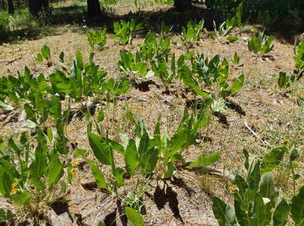 681 Startop, Lot #10, Portola, CA 96122 Photo