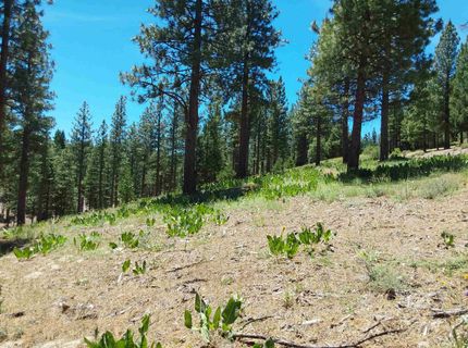 681 Startop, Lot #10, Portola, CA 96122 Photo