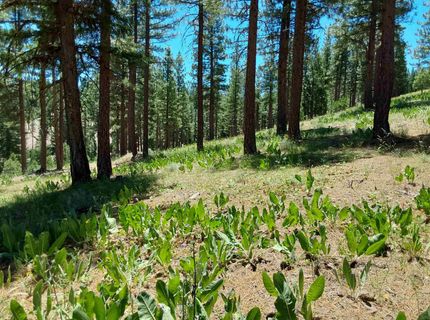 681 Startop, Lot #10, Portola, CA 96122 Photo