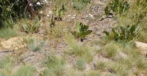 681 Startop, Lot #10, Portola, CA 96122 Photo